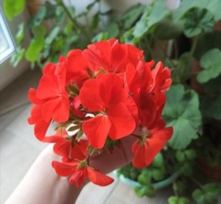 Продается Пеларгония Герань. 40 см. Чиройли Геранлар сотилади.