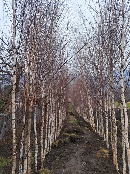 Mesteacan Alb (Betula Pendula)Platani,Tei,Frasin etc
