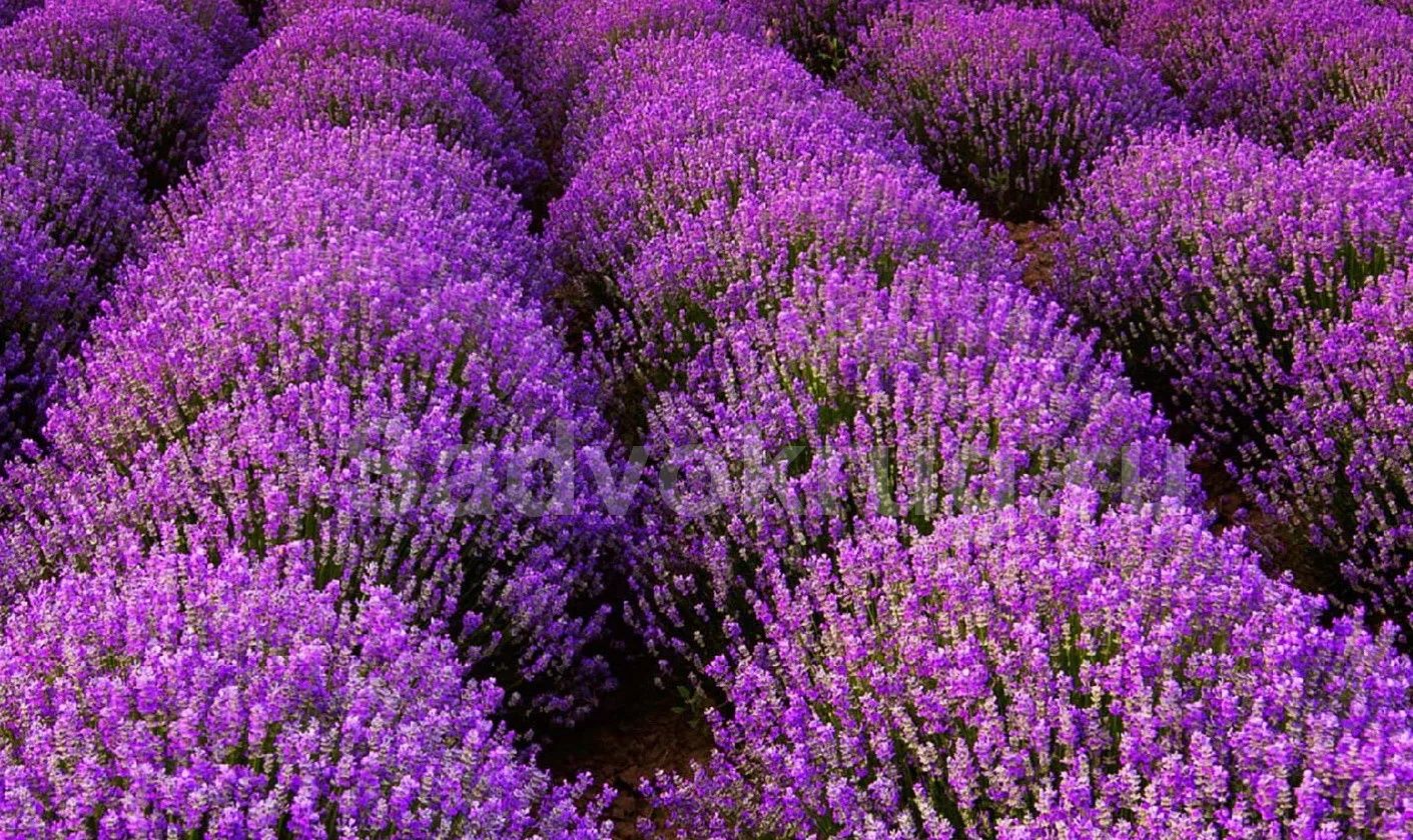 Lavanda guli sotuvda
