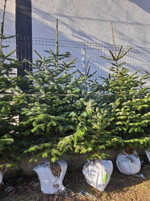 Vând Brazi argintii și verzi