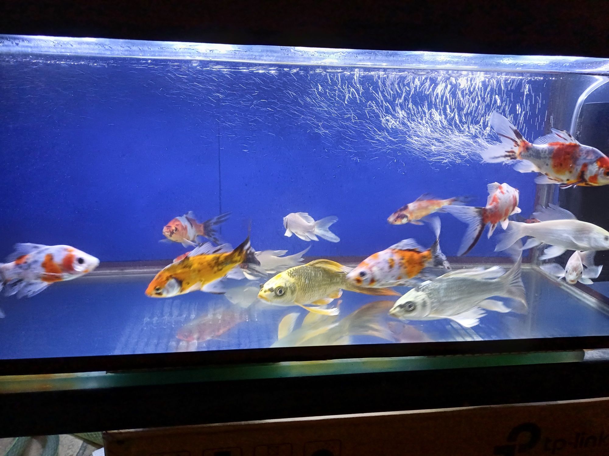 Продаются аквариумные рыбки