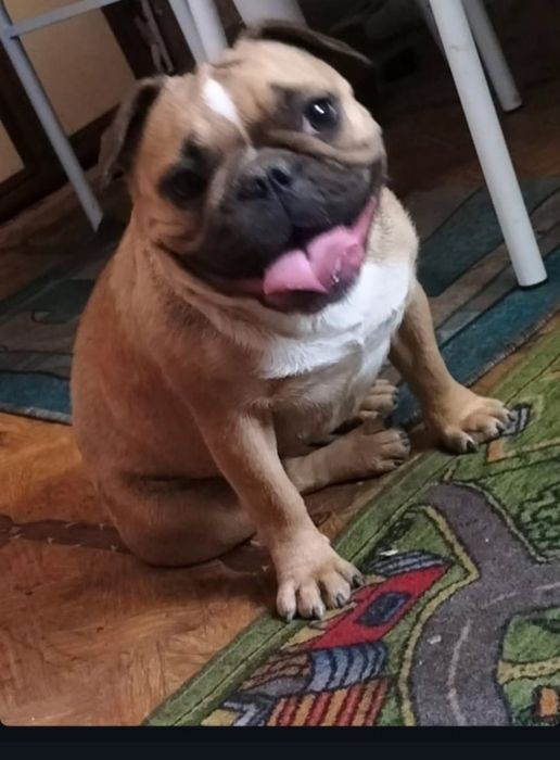 Пропала собака Маша