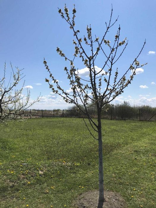 Teren 3000 mp cu pomi fructiferi