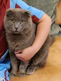 Motan Scottish fold pentru monta