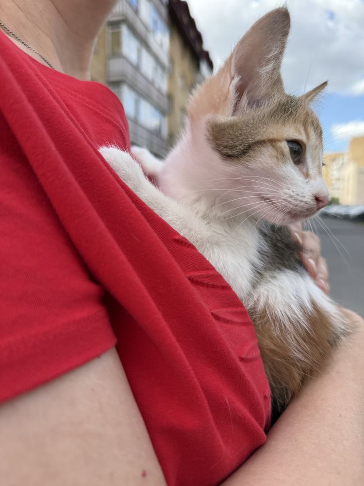 Отдам котенка 2 мес