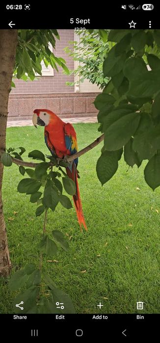 Prodayotsa Scarlet maccao