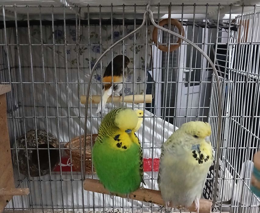 Pereche Peruși standard