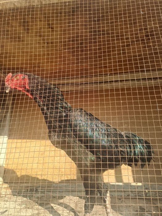 О шамо немец.март бошида чикан жожа сотилади.