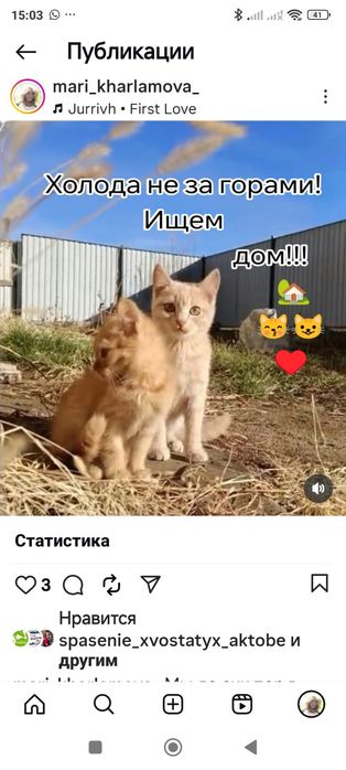 Котята в добрые руки