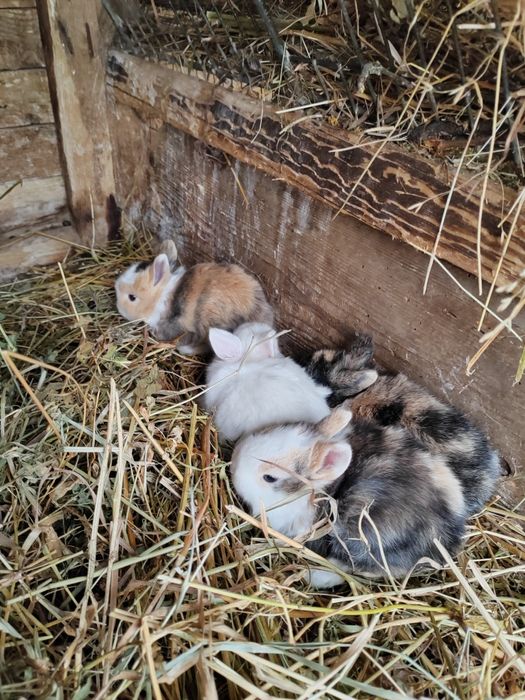 Vând iepurași pitici de companie