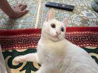 домашний котик,,