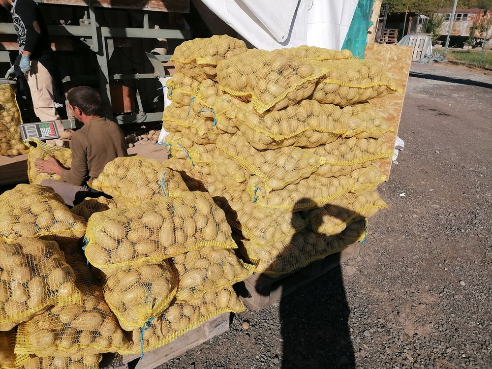 Едри картофи сорт Сорая.
