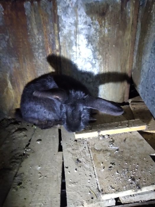 Vând iepuri mari , buni de ținut sau de tăiat!