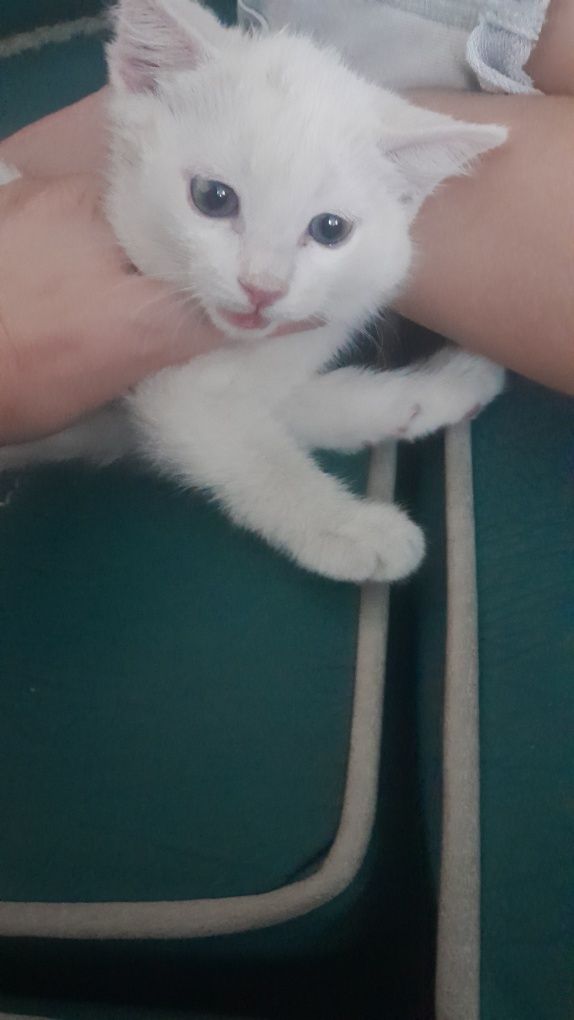 Отдам котят в добрые руки. Котята чистые, знают лоток