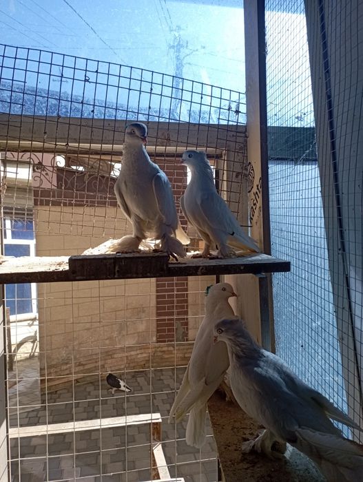 Продам голубей Андижанских