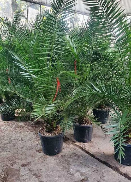 Plante ornamentale uimitoare care înfrumusețează orice spațiu