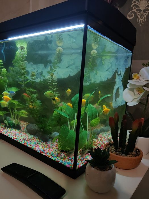 Acvariu complet cu pești ,plante și substrat