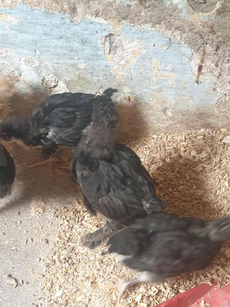 Pui australorp negru 5 saptamani