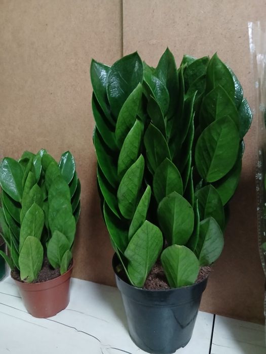 Долларовое дерево Замиакулькас