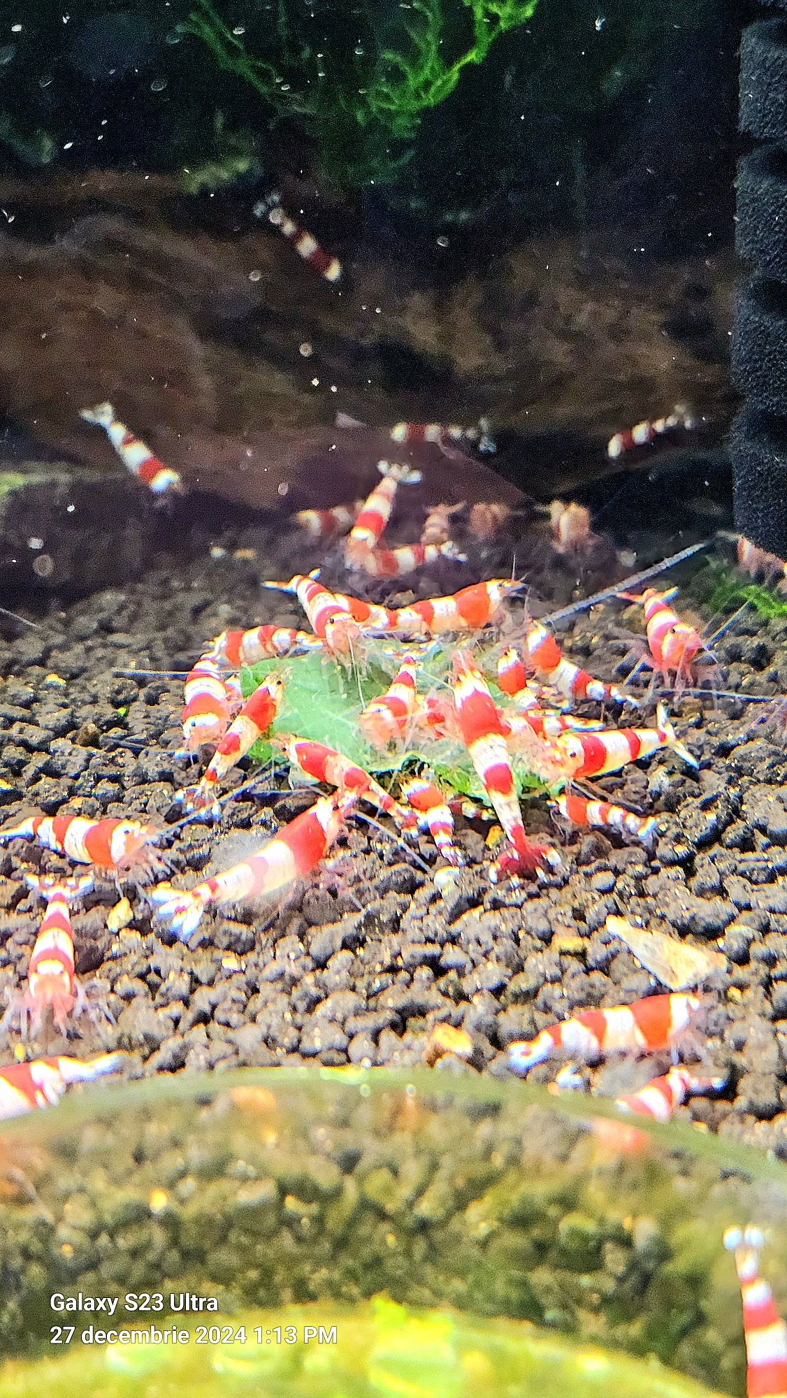 Creveti Red Crystal