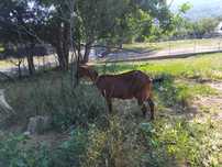 Capra Alpin Francez.