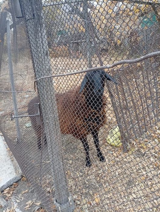 Продам.  Барана овцу