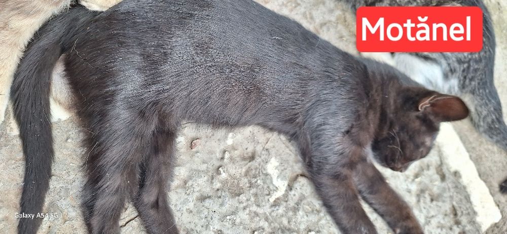 Dau spre adopție responsabilă puiuți de pisica ică !