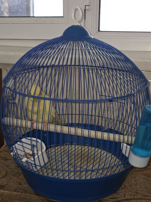 Попугай (девочка) с клеткой