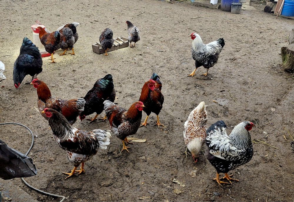 Vând cocoși wyandotte