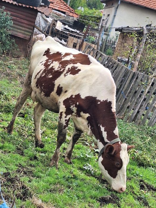 Продавам 2 юници холщайн