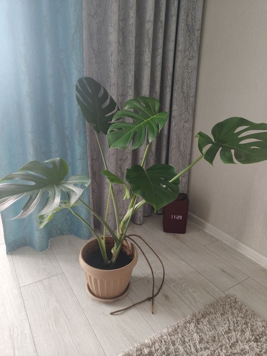 Продам цветок Монстера