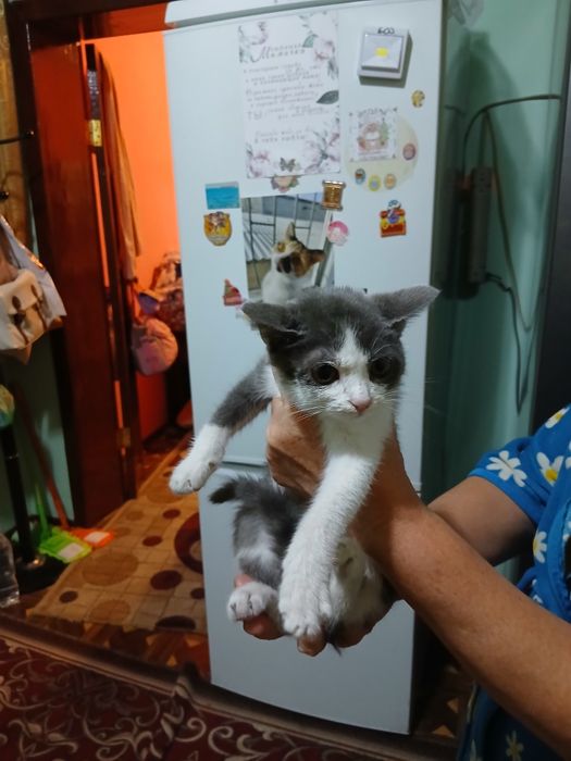 Котёнок 2 месяца мальчик