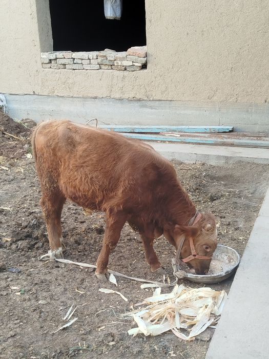 Навосчалар сотилади