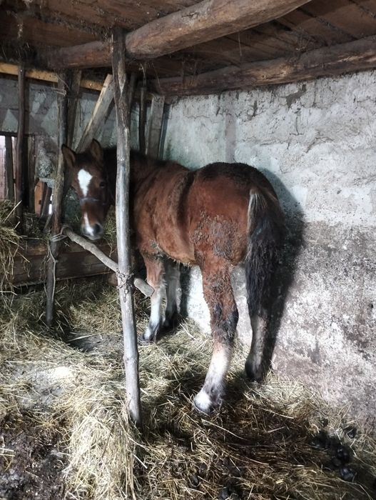Mânz de 5 luni de vânzare