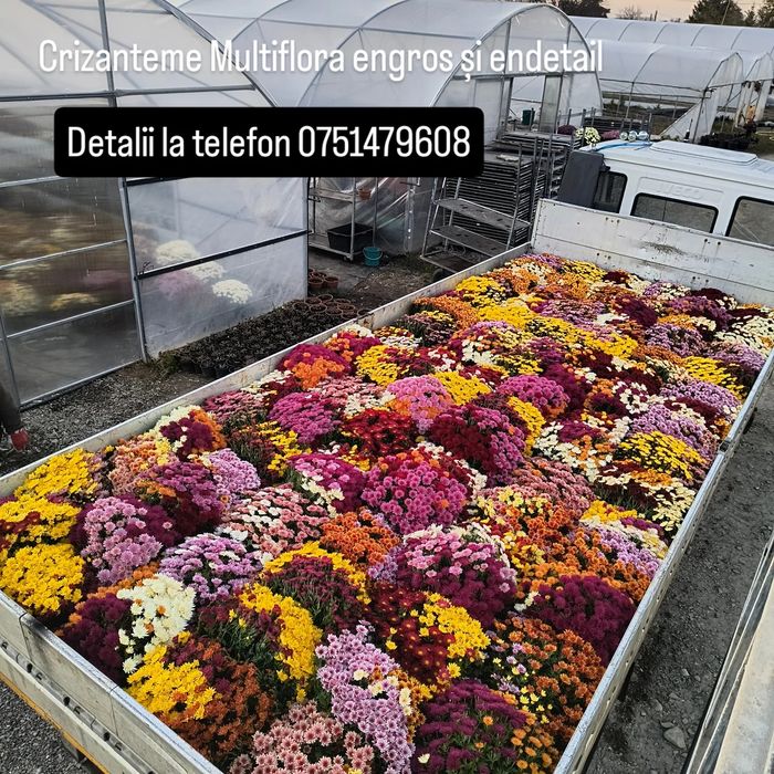 Crizanteme multiflora crizantemă