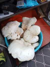 Горный грибы таудын саныраукулагы