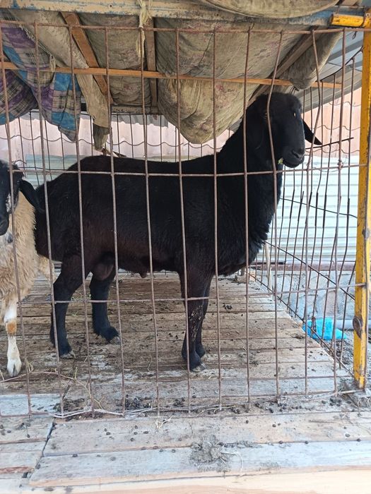 Qo'y sotiladi (zotdor)