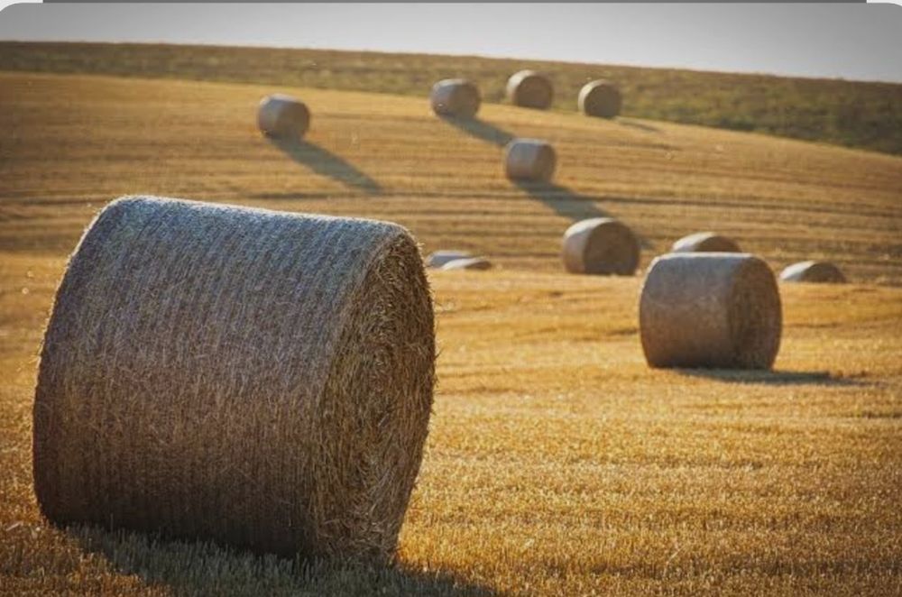 Baloți de lucernă 160×120