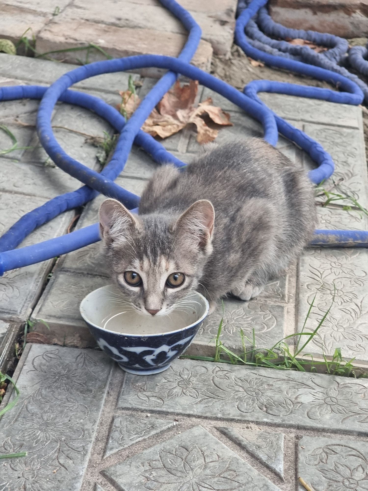 Отдам котёнка в добрые руки