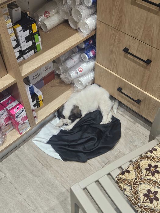 ADOPTIE gasit la benzinarie hanul pescarilor