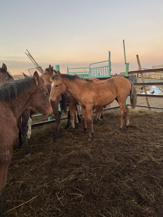 Продам жеребят 2025 года