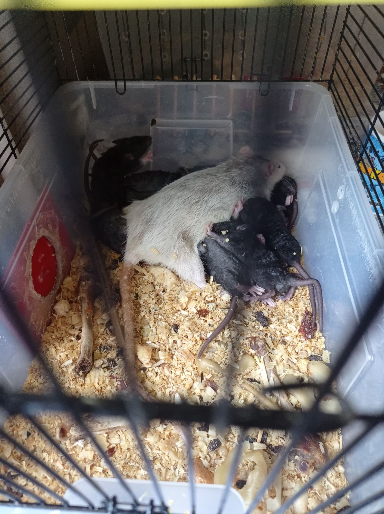 Продам  декоративных  крыс  Дамбо