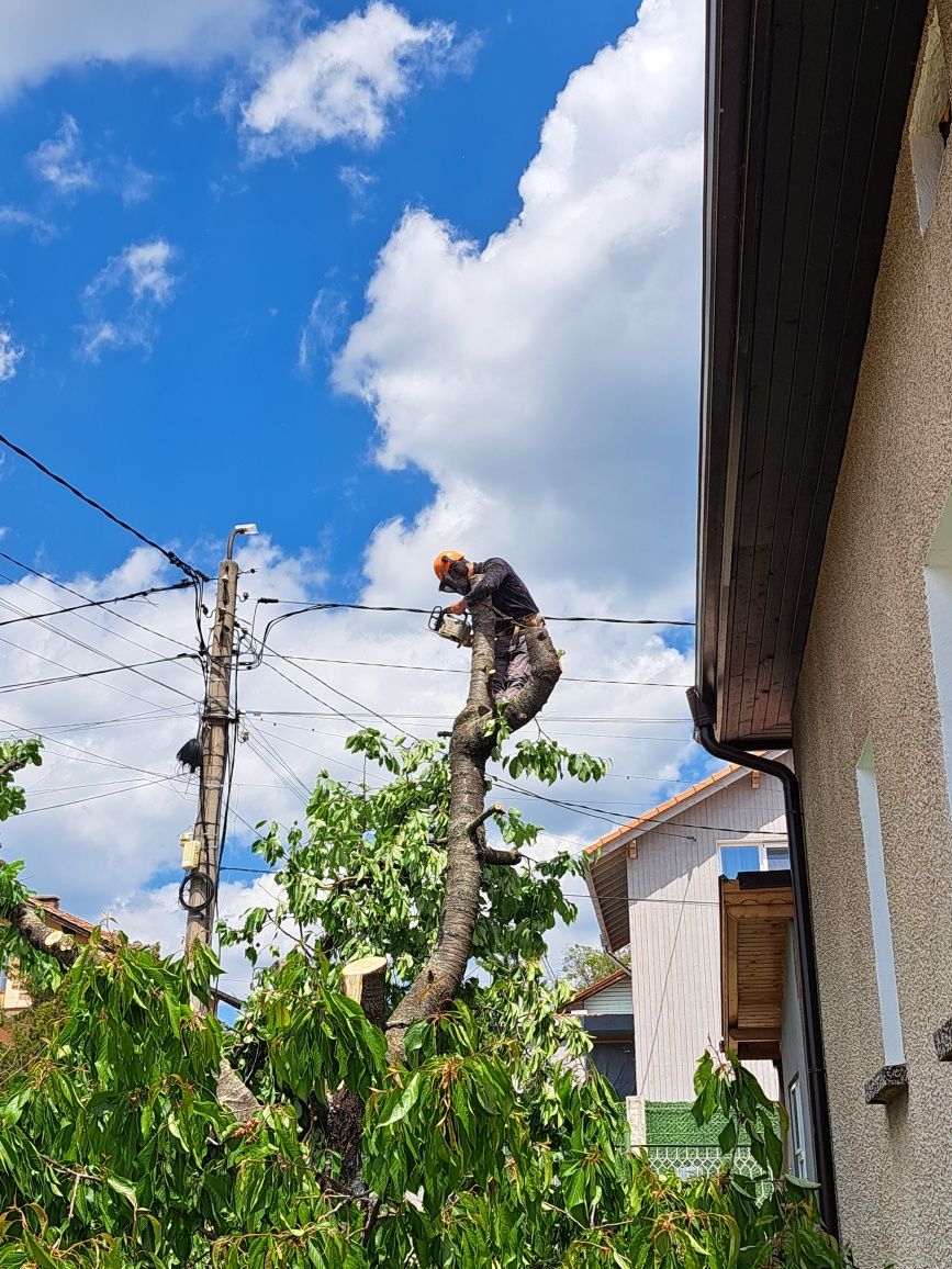 Рязане на опасни дървета.косене