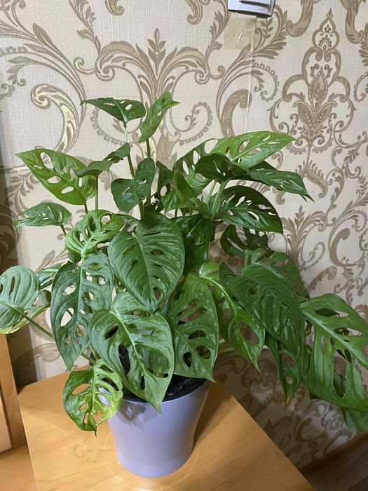 Монстера монстера монстера