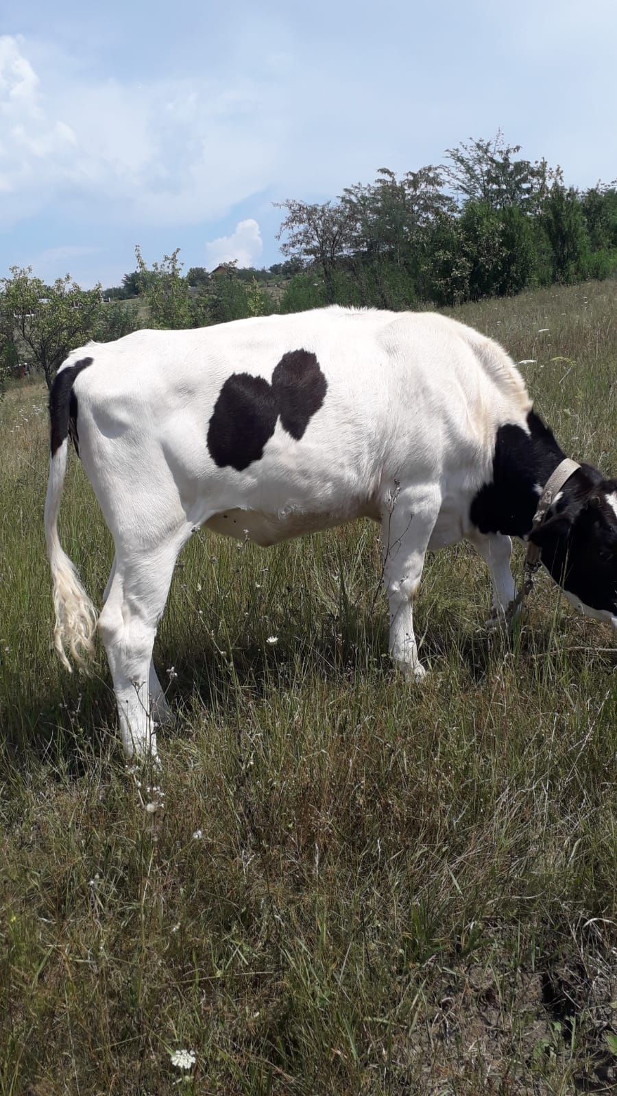 Junică holstein, 1 an și două luni
