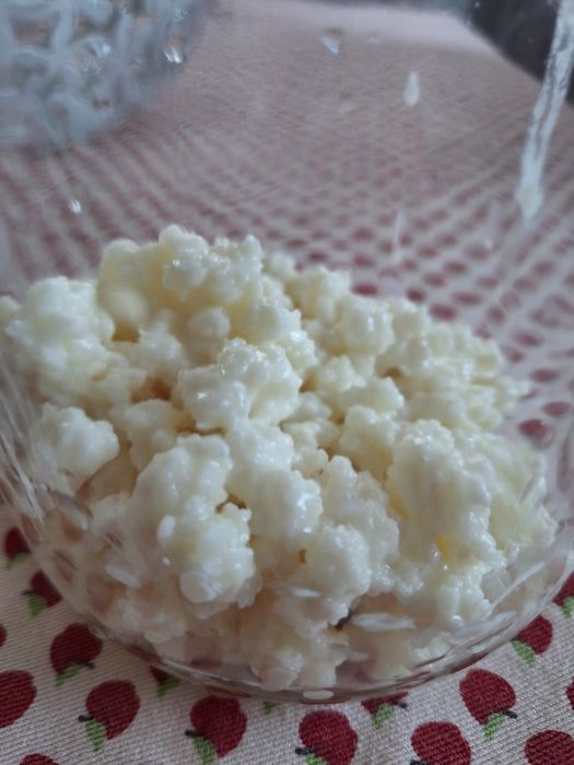 Ciuperca tibetana pentru lapte kefir