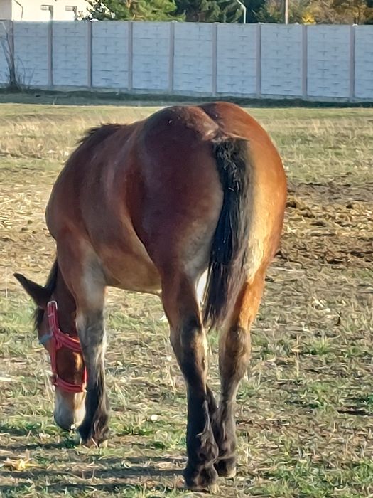Vand mânza murga de noua  luni