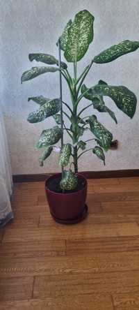 Комнатное растение Диффенбахия