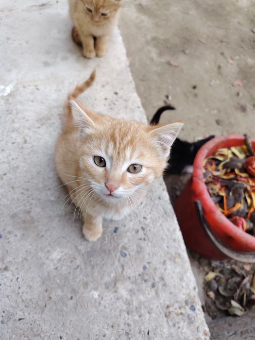 Мушуклар котята бепул даром