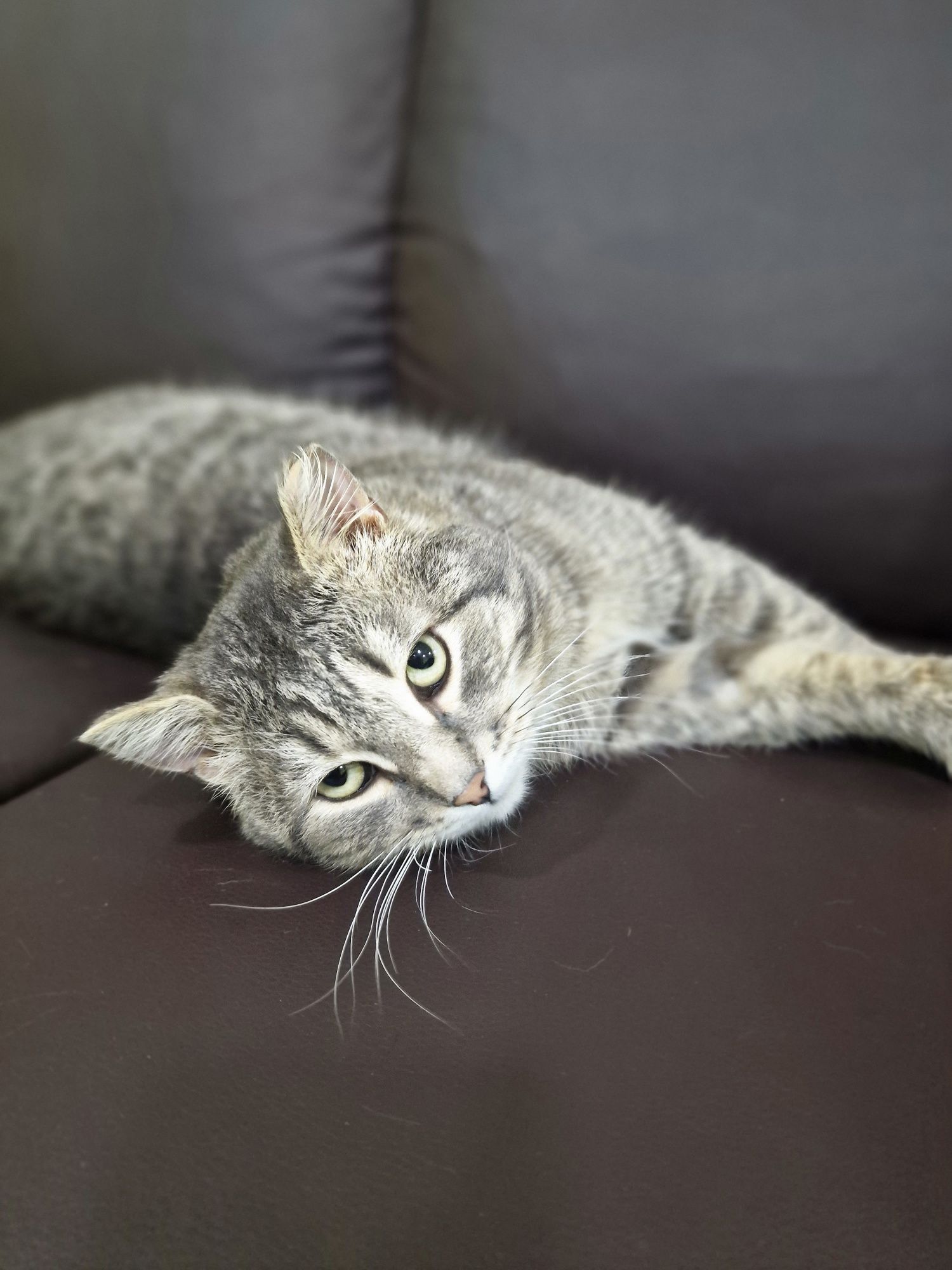 Котик Серёга ищет дом